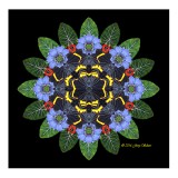 A Blossom of Swallowtails Wreathed