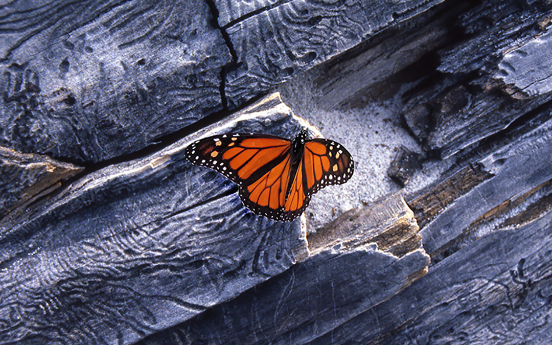 Monarch on Driftwood Carmel CA